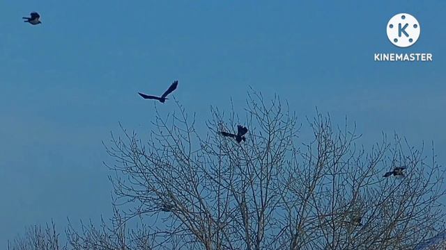 волан и слаг, кроухантинг, Crow Hunting, 4.5мм