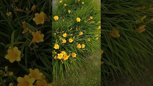 Зацвел лилейник в моем саду. Лилейник – многолетнее, цветущее растение смотреть онлайн