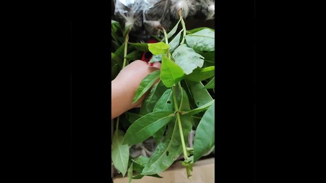 посылка с флоксами смотреть онлайн