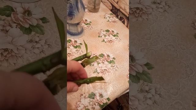 Как продлить жизнь цветам в Вазах. смотреть онлайн