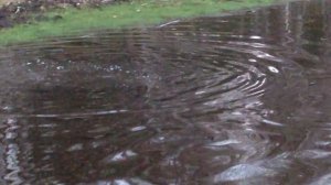 Нерест щуки: уникальные кадры.