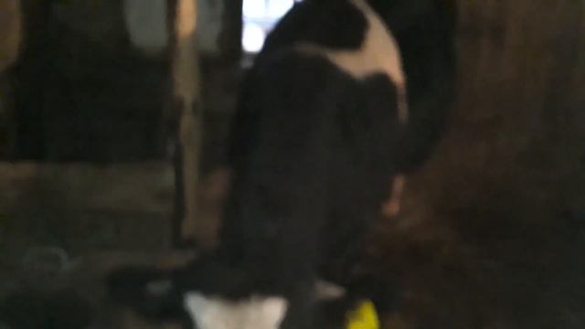 Понос у телят, достаточно одной таблЭтки !