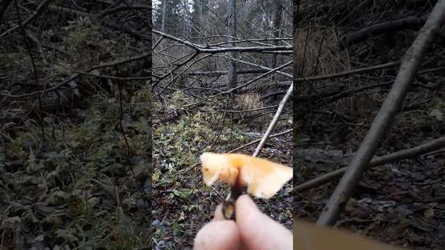 PRO грибы / зимний опёнок / фламулина / 06.11.21. смотреть онлайн