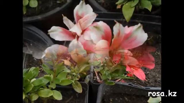 Альстрёмерия. Alstroemeria.