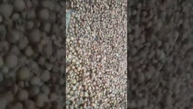 купить лук оптом смотреть онлайн