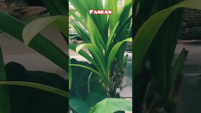 My Pandan Plant #mini balconygarden# смотреть онлайн