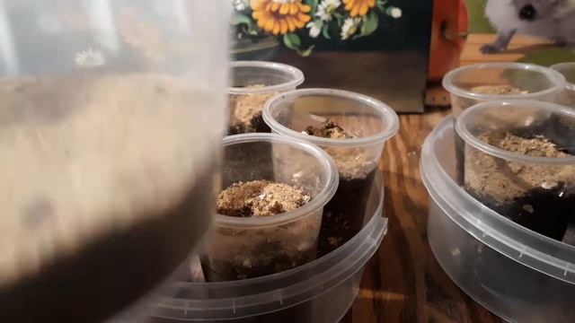 ЛАВАНДА!Посев ЛАВАНДЫ без пикировки!Простой способ! смотреть онлайн