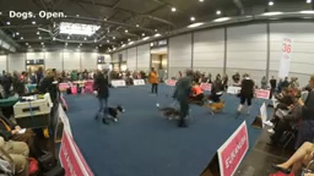 WDS 2017. Leipzig. November 11, 2017. Welsh Corgi Cardigan.
