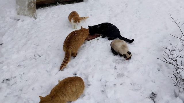 Коты пережили стресс от непрошеных гостей