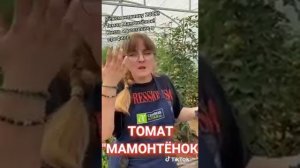 #томат_мамонтёнок #семена_Алтая