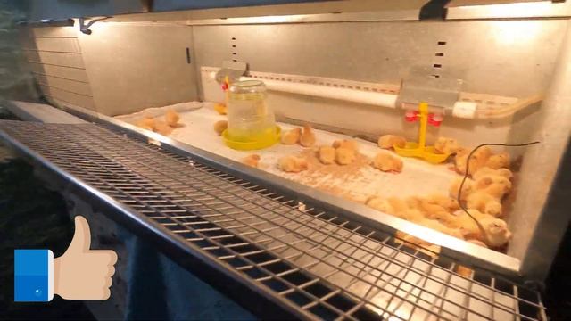 Чем кормить перепелов с первых дней смотреть онлайн