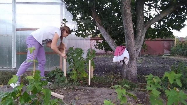 Работа для настроения! ??Опора для смородины!? Отделочные работы в новом сарае! ? смотреть онлайн