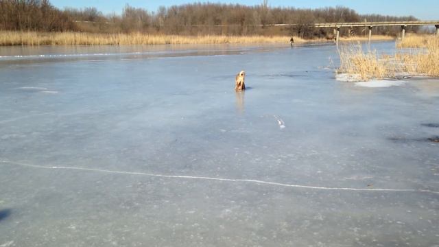 Шарпей на льду смотреть онлайн