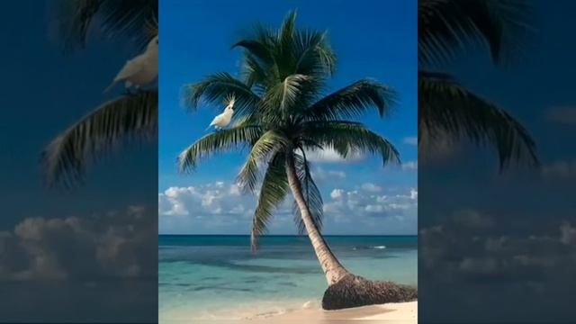 Испанская гитара и флейта Музыка Без Авторки/Spanish guitar and flute Music Without an Author смотреть онлайн