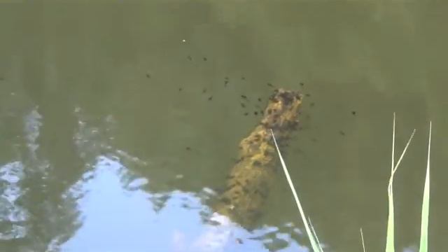 Водные обитатели смотреть онлайн