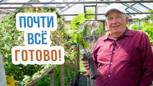 Как обработать саженцы винограда перед посадкой? Прищипка саженцев винограда