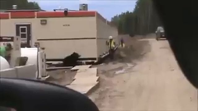 Прикол с медведем😁 смотреть онлайн
