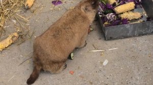 Посвистывающий Байбак -степной сурок Полное чудо) Whistling Baibak is a steppe marmot A fat miracle