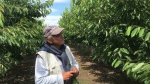 Универсальный донор опыления черешни Romansce