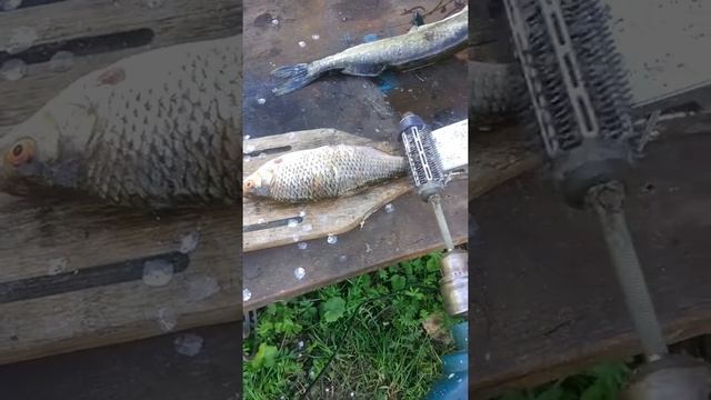 Как быстро почистить рыбу. смотреть онлайн