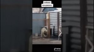 собака танцевака ?