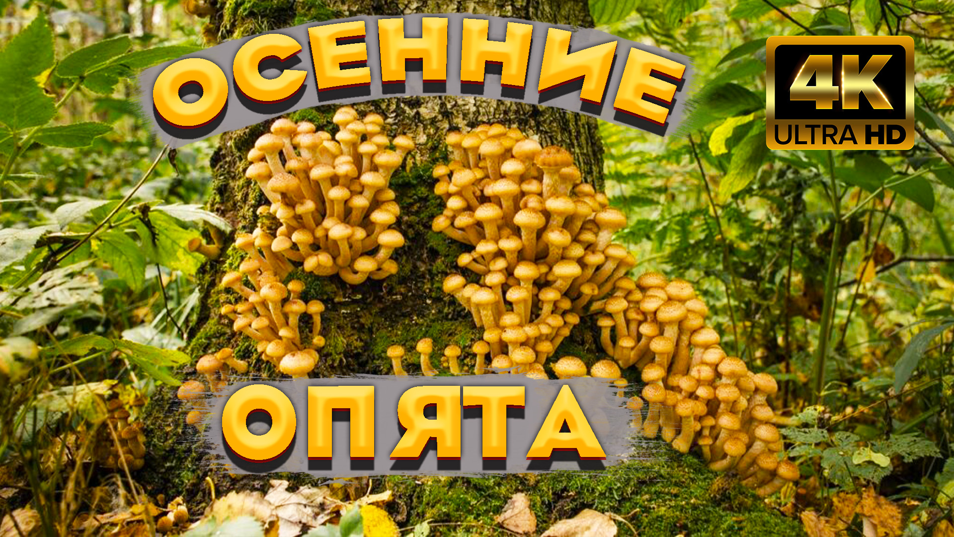 Не Верим Своим Глазам, Осенние Опята Растут. Надеемся, Что Скоро Будет Массовый Рост Грибов Опят. смотреть онлайн