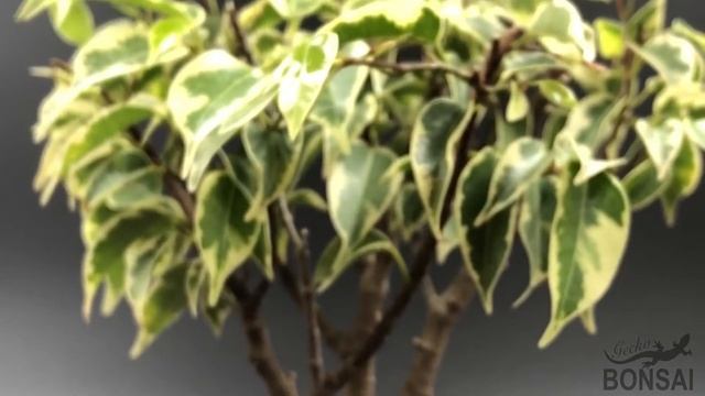Bonsai Ficus Benjamina Variegata смотреть онлайн