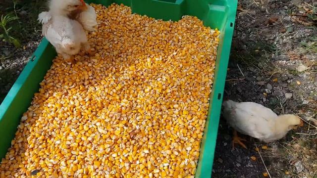 Новый способ, как избавиться от моли. смотреть онлайн