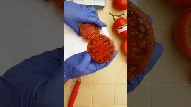 ДЕГУСТАЦИЯ ТОМАТОВ 2022г. Новинки, которые заслуживают внимания! #помидоры#семенатоматов смотреть онлайн