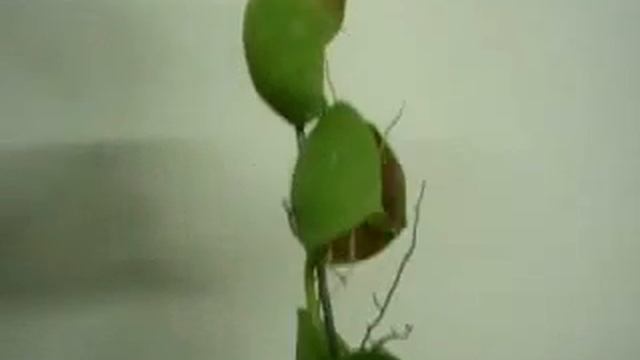 Дисхидия смотреть онлайн