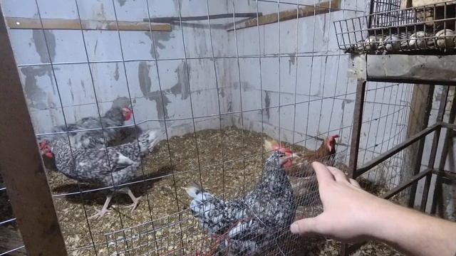 Первое яйцо от Пушкинских кур.Начало положено? смотреть онлайн