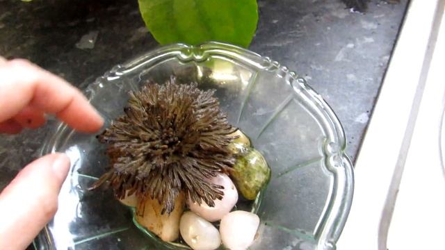 Our Rose of Jericho Plant - Resurrection plant - Selaginella lepidophylla UPDATE смотреть онлайн