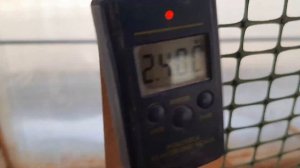 Ленинградская белая порода кур. Личные впечатления.