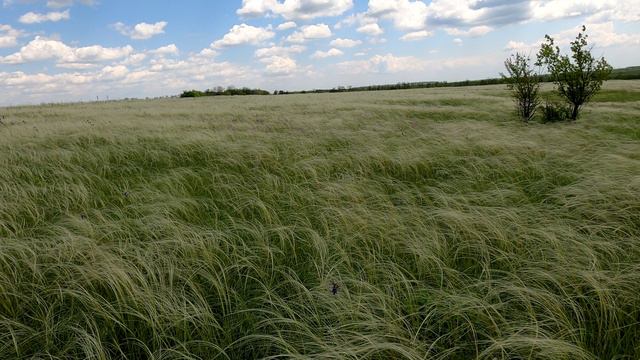 Окрестности Кипучей Криницы - ковыльные просторы смотреть онлайн