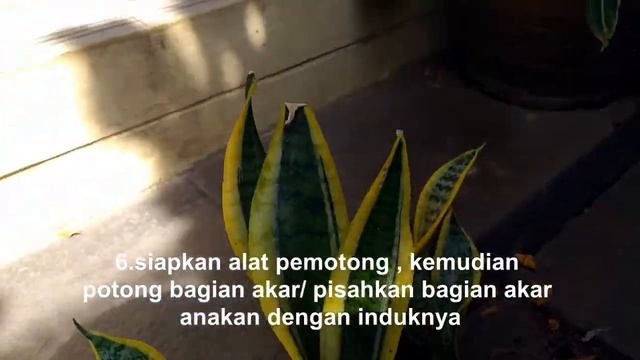 CARA PERBANYAK SANSEVIERIA TWISTER- HOW TO PROPAGATE SANSEVIERIA смотреть онлайн