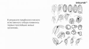 Основные этапы развития жизни на Земле | Биология 11 класс #32 | Инфоурок