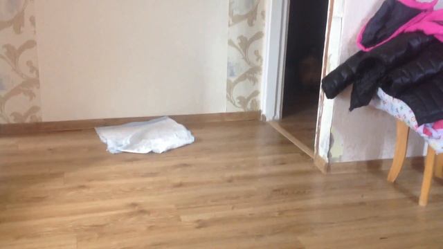 Той терьер и шпиц играют смотреть онлайн