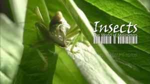 ДОКУМЕНТАЛЬНЫЙ ФИЛЬМ О НАСЕКОМЫХ И ПРИРОДЕ! Насекомые или миллметровый мир. KINODRAMA