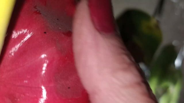 Pаспаковка орхидеи которая пробыла на почте более недели. смотреть онлайн