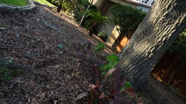Major Front Yard Makeover On A Budget! Shade Garden Texas Natives & Tropicals | DIY