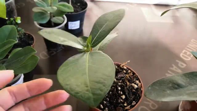 Фикусы первая часть август смотреть онлайн