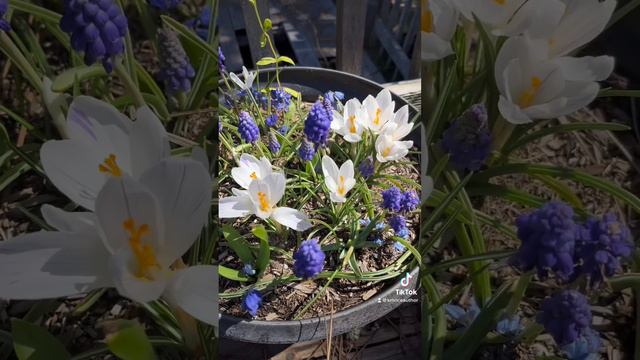 The bulbs I planted the day after Christmas made a beautiful debut just in time for Easter! 🌷🌸🌷 смотреть онлайн