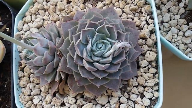Echeveria Hyalina смотреть онлайн
