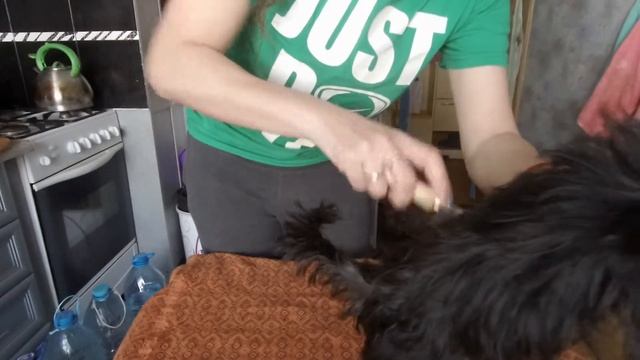 Как расчесать йорка? Какие расчески купить йорку. Колтуны у йорка. смотреть онлайн