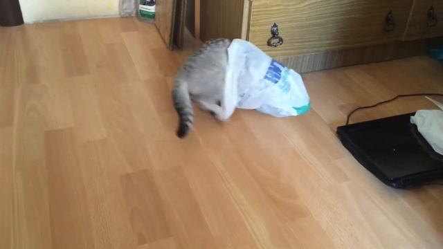 Игры котёнка. Шотландская вислоухая смотреть онлайн