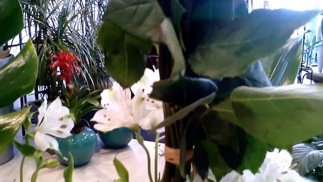CENTRO DE FLORES FLORISTERIA LAS PETUNIAS ALGECIRAS смотреть онлайн