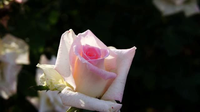 Хорошие русские песни для авто 2015 года смотреть онлайн