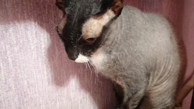 Кошка Муза, вторая часть стиха Про Акулу смотреть онлайн