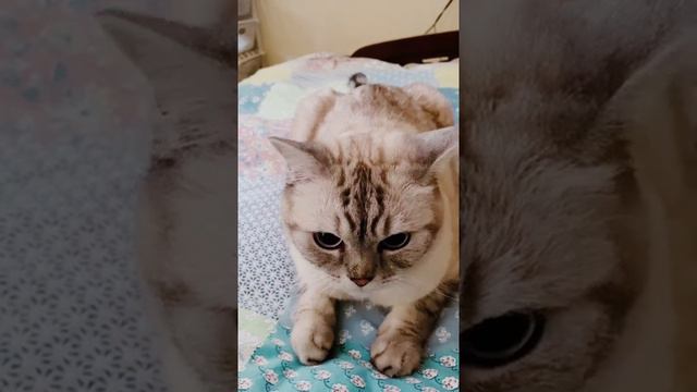 Почему котик идёт к тому кто его обижает. смотреть онлайн