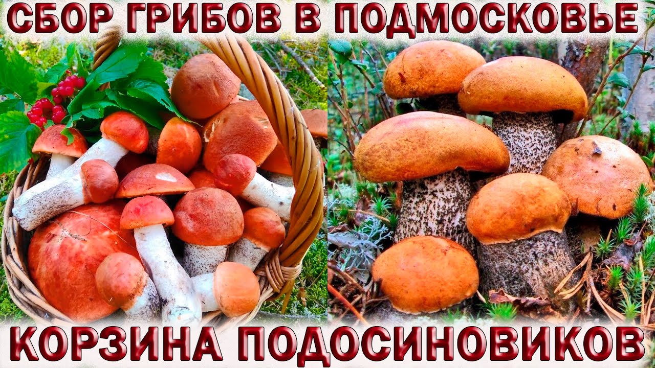 ?КОРЗИНА ГРИБОВ В?ЛЕСАХ?ПОДМОСКОВЬЯ.?ГРИБЫ ПОДОСИНОВИКИ смотреть онлайн